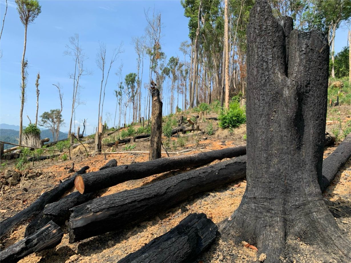 Nhiều chủ rừng tại Đắk Lắk mất khả năng bảo vệ rừng (04/04/2024)